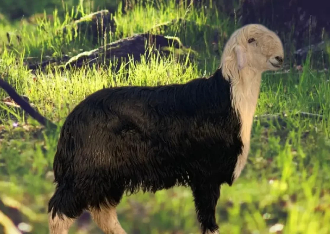 خروف نجدي المراعي