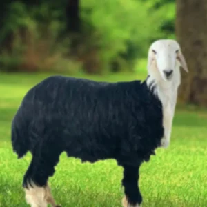 خروف نجدي فاخر الرياض 1447هـ