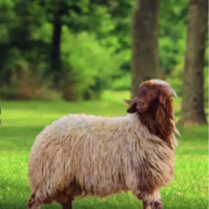 عقيقة نعيمي بلدي فاخر صفوة المراعي الرياض 1447هـ