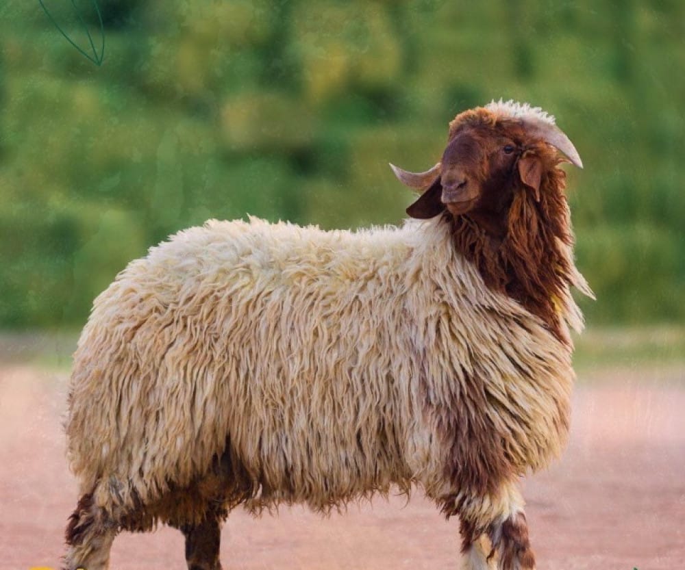 عقيقة نعيمي بلدي