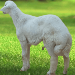 عقيقة حري بلدي صفوة المراعي