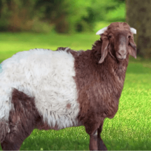 ذبائح الرياض