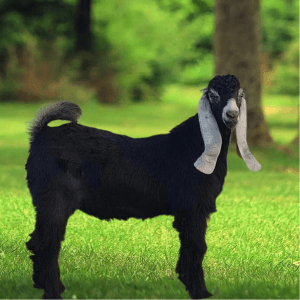 تيس بلدي فاخر صفوة المراعي safwatalmarai