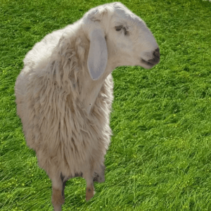 خروف حري فاخر صفوة المراعي