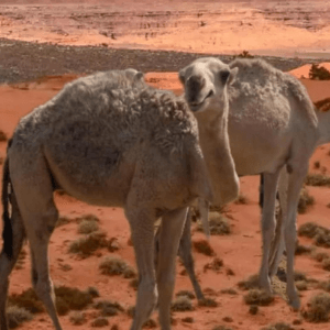 حاشي بلدي فاخر