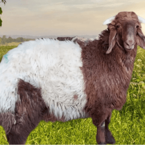 You are currently viewing ذبيحة