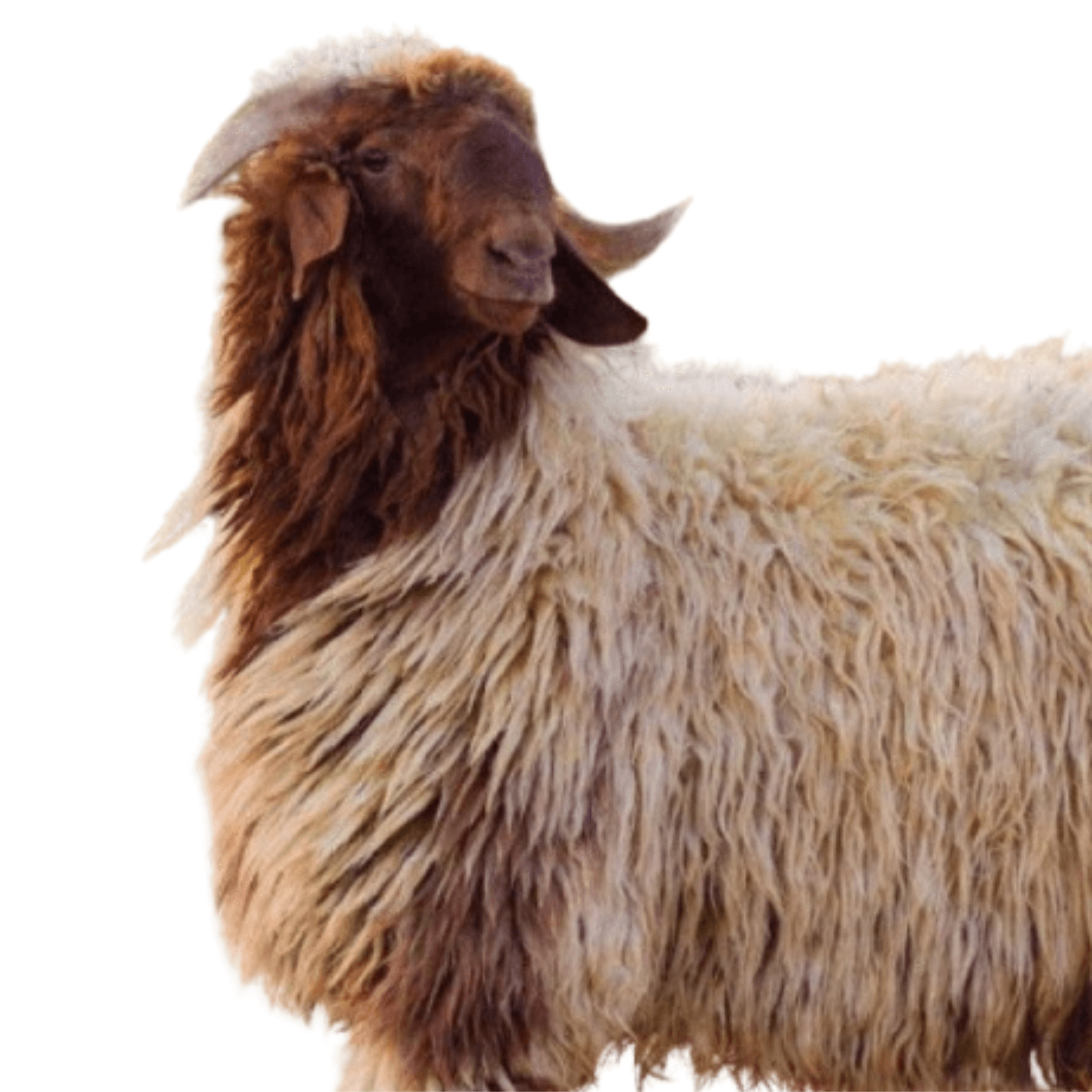 خروف نعيمي صفوة المراعي