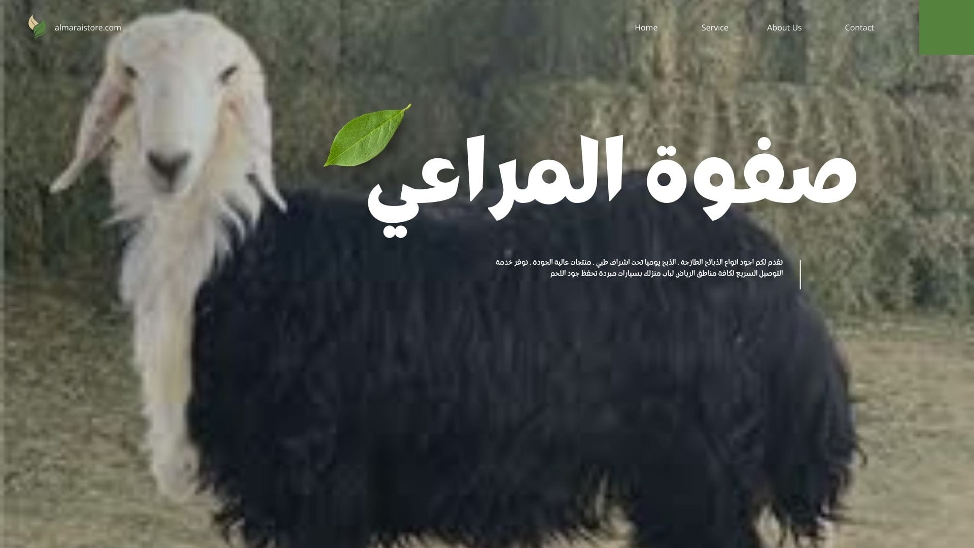 Read more about the article غنم نجدي فاخر – خروف بلدي الرياض