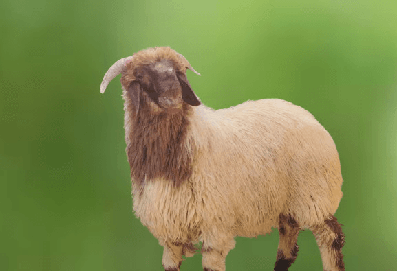 Read more about the article جودة وامتياز – هرفي نعيمي فاخر من صفوة الذبائح البلدي