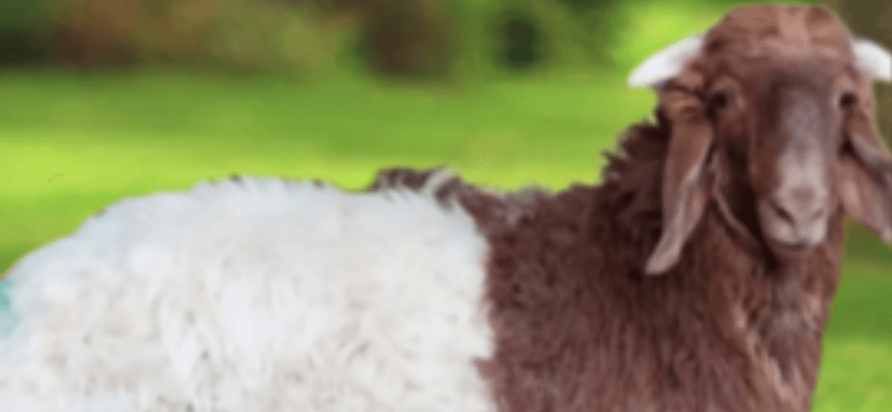 You are currently viewing توصيل ذبائح ” لحم بلدي طازج ” الرياض