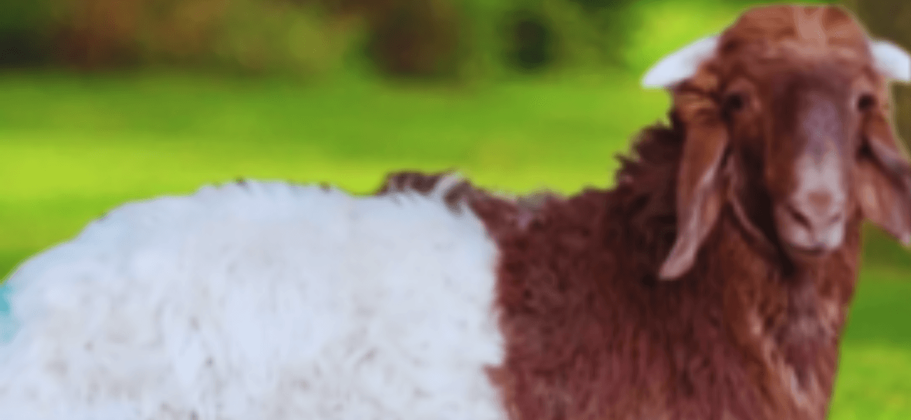 You are currently viewing خروف نعيمي بلدي فاخر” وسط ” : الذبائح البلدي