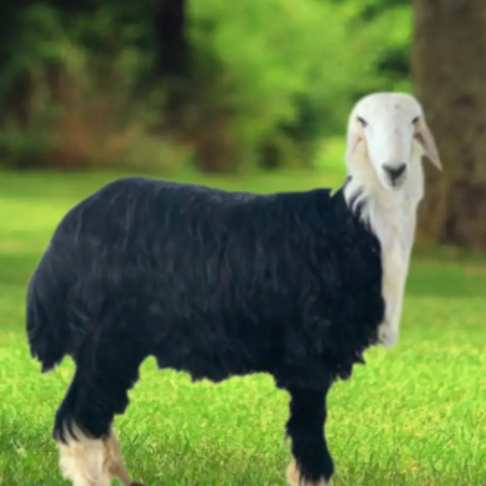 عقيقة نجدي بلدي صفوة المراعي الرياض 1447هـ