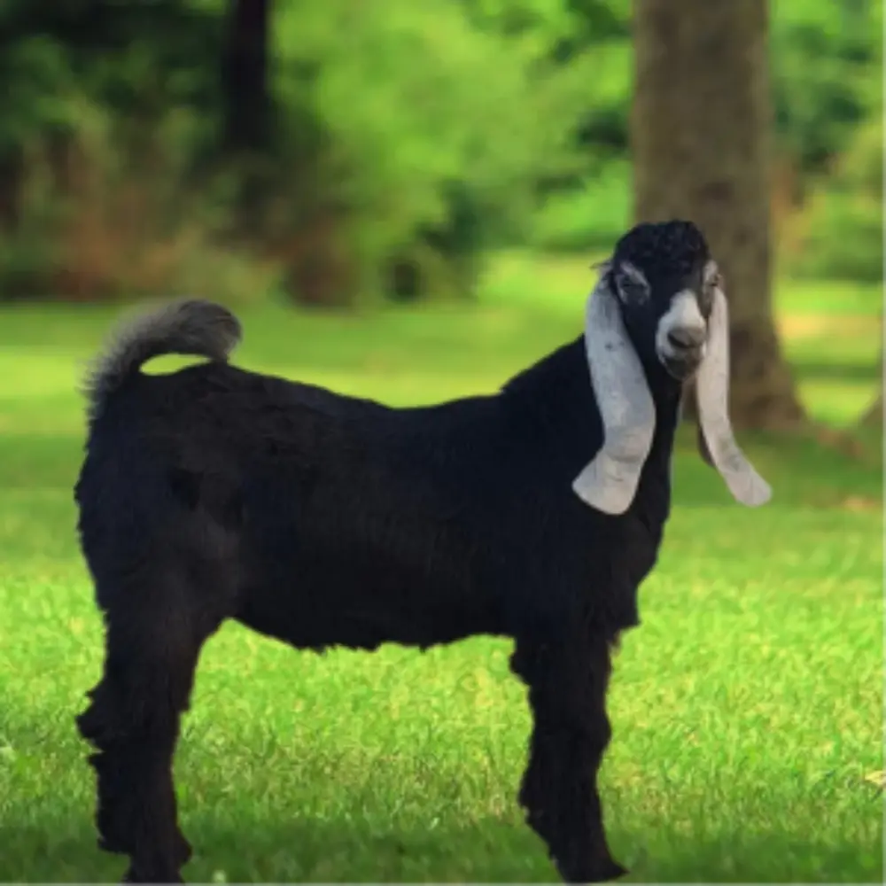 تيس بلدي فاخر (وسط) صفوة المراعي الرياض 1447هـ