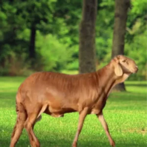 خروف سواكني فاخر (هرفي) الرياض 1447هـ