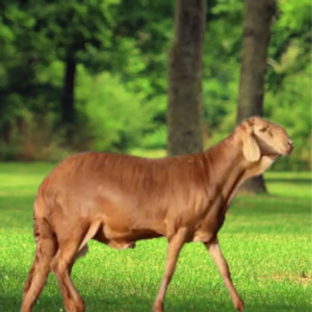 خروف سواكني فاخر (هرفي) الرياض 1447هـ