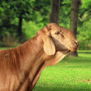 خروف سواكني فاخر (هرفي)