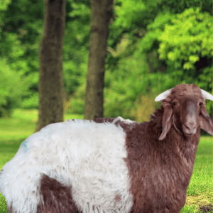 You are currently viewing خروف نعيمي بلدي – توصيل ذبائح طازجة