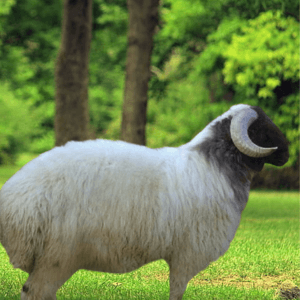 You are currently viewing ذبيحة نعيمي فاخر – توصيل ذبايح الرياض