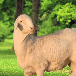 سعر الحري البلدي