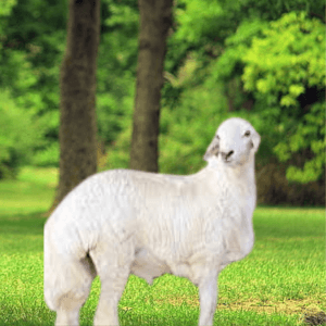 You are currently viewing غنم حري فاخر – اطلب ذبيحتك مع توصيل سريع