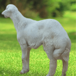 You are currently viewing خروف بلدي حري فاخر – جذع ناهي “رمز الفخامة والجودة”