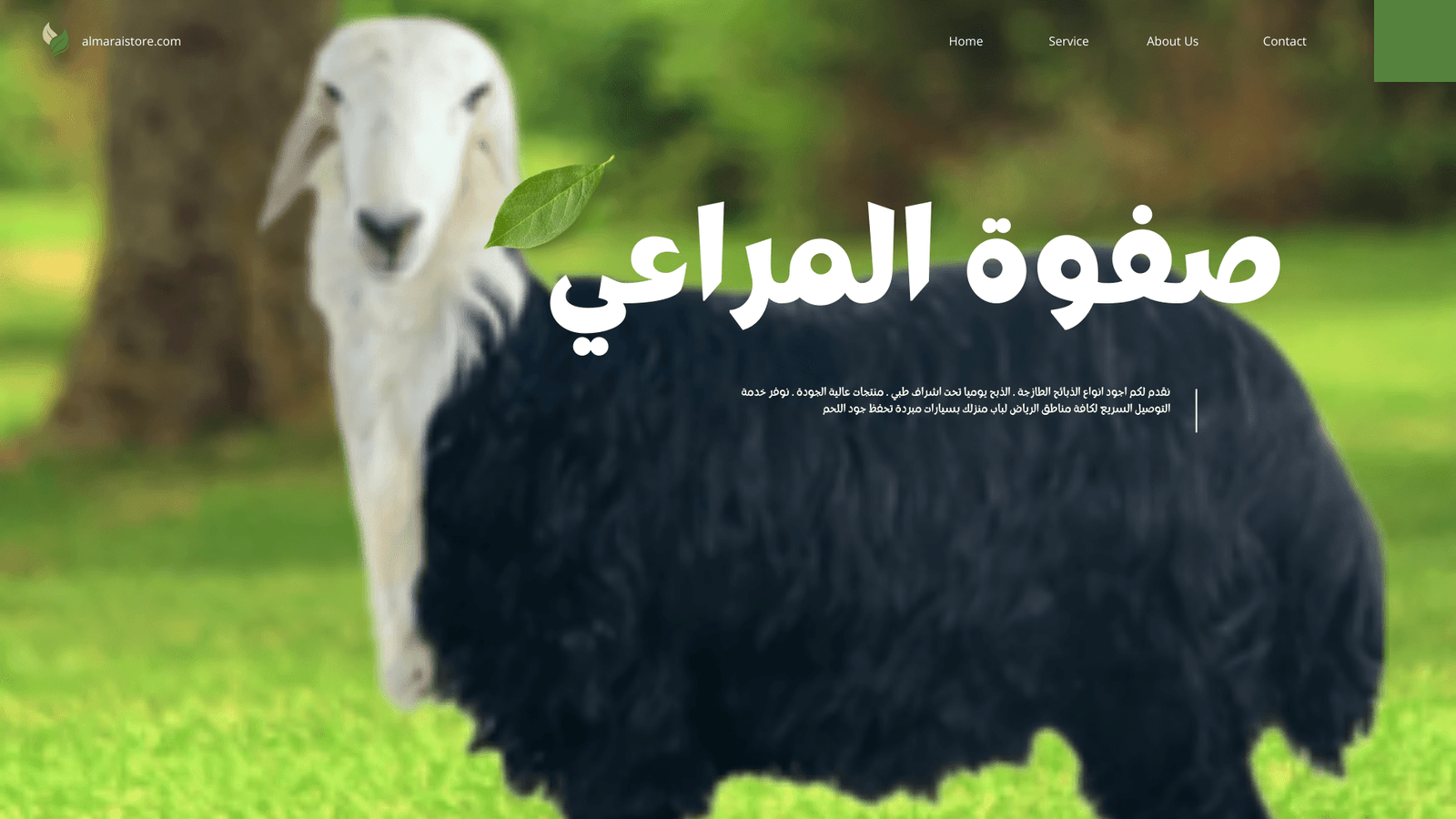 You are currently viewing الغنم النجدي البلدي الأصيل – توصيل ذبائح طازجة الرياض