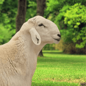 You are currently viewing ذبيحة هرفي حري للبيع – توصيل ذبايح حريات الرياض