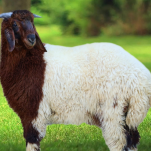 Read more about the article بيع اضاحي العيد الرياض