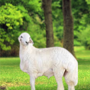 Read more about the article اضحية العيد بالرياض