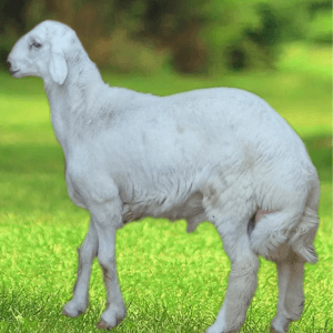 You are currently viewing ذبايح بلدي فاخرة للبيع