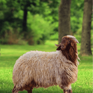 You are currently viewing ذبايح نعيمي فاخرة بلدي