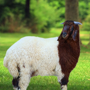 You are currently viewing ما هي أفضل أنواع الذبائح للعزائم؟