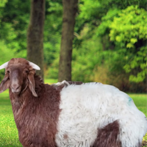 You are currently viewing ما هي أفضل قطعة لحم في الخروف؟