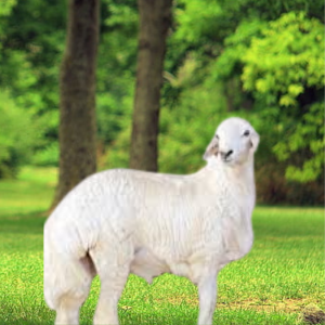 You are currently viewing أفضل أنواع اللحوم