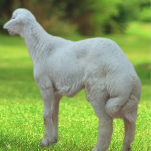 You are currently viewing أفضل ذبائح طازجة في الرياض