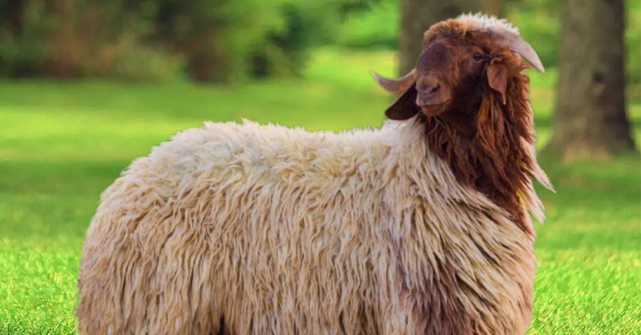 You are currently viewing أصالة الذبائح البلدي