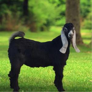 You are currently viewing لباني فاخر الرياض