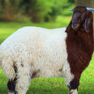 You are currently viewing خروف بلدي عنوان الطعم الأصيل والجودة الفائقة في الرياض