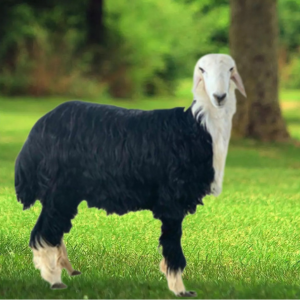 You are currently viewing فخامة النجدي.. لماذا يُلقب بـ “ملك الهبر” في مطابخ الرياض؟