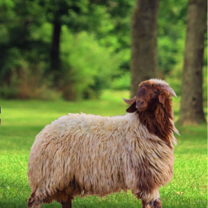 أفضل تطبيق لشراء ذبائح في الرياض