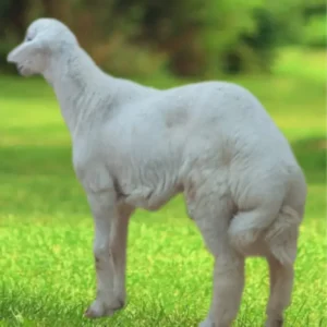 خروف حري فاخر (هرفي) الرياض 1447هـ