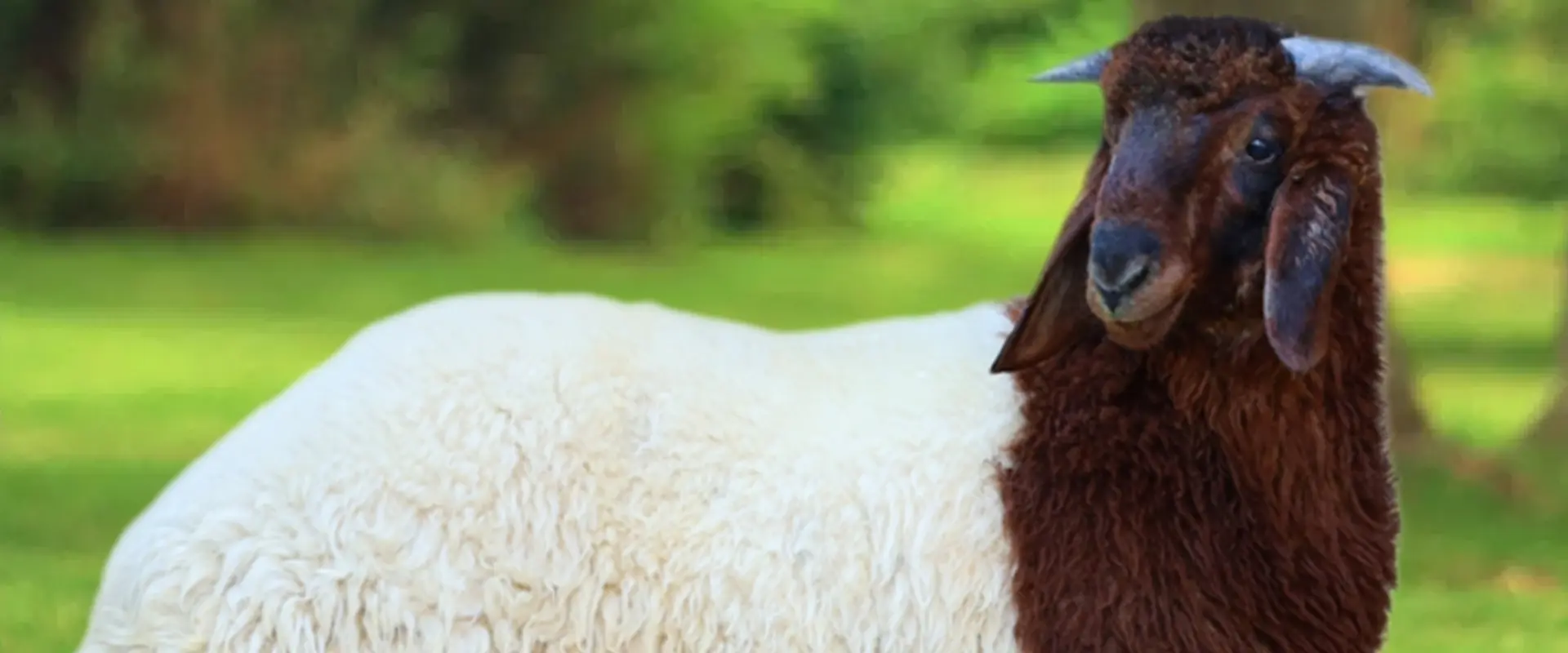 You are currently viewing افضل تطبيق ذبايح الرياض