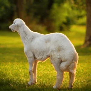 اضحية حري بلدي (فاخر) 7 شهور -صفوة المراعي للأضاحي الفاخرة الرياض 1447هـ / 2026م