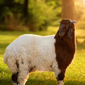 اضحية نعيمي بلدي (فاخر) 7 شهور - صفوة المراعي للأضاحي الفاخرة الرياض 1447هـ / 2026م