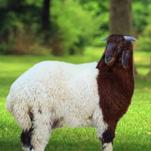 You are currently viewing دليل أسعار الذبائح في الرياض لعام 1447هـ (2026م)